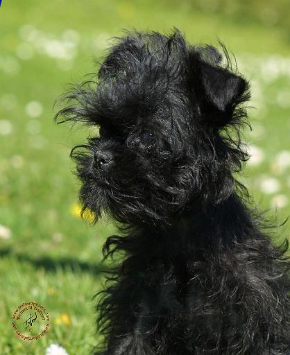 Affenpinscher 9Y007D-120.JPG